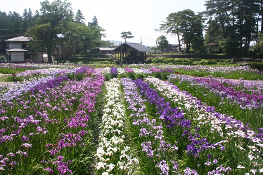 長井あやめ公園