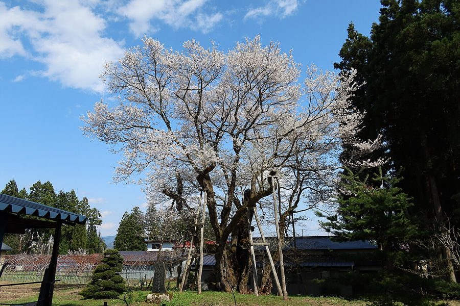 草岡の大明神桜