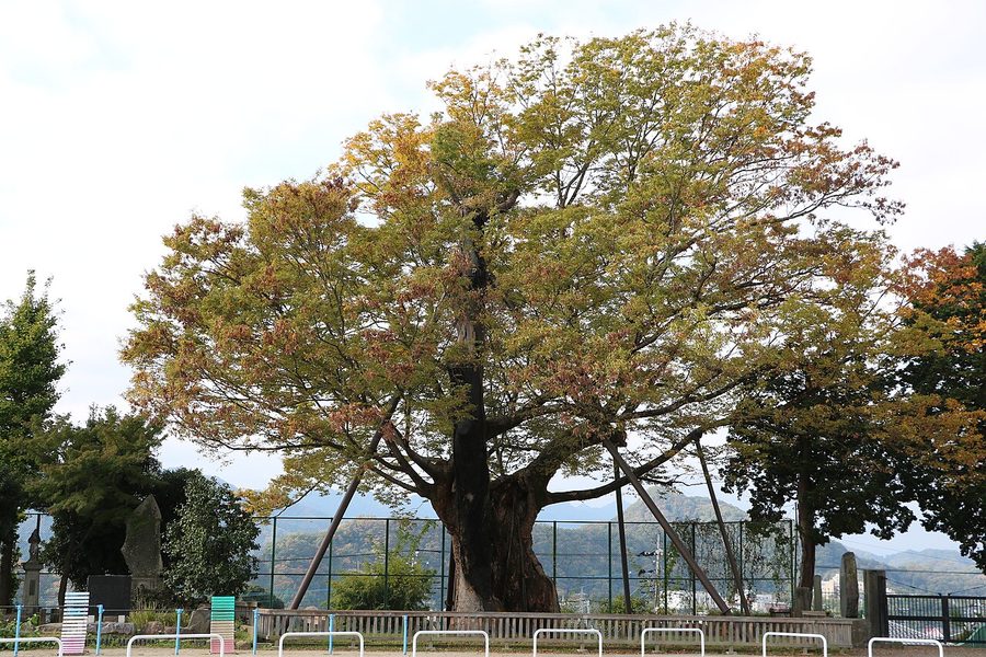上野原の大ケヤキ