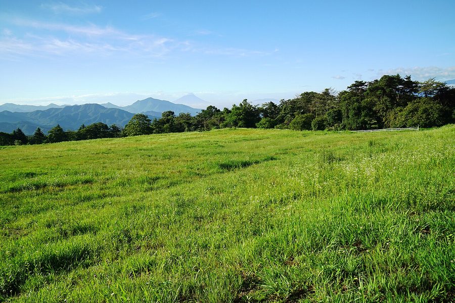 清泉寮周辺に広がる高原の牧草地