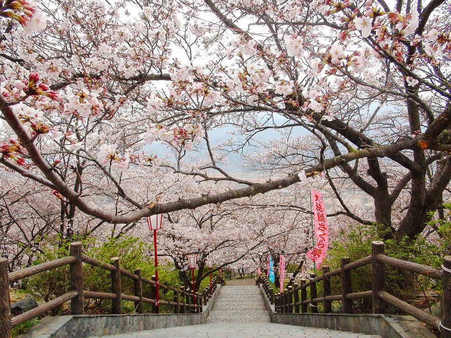 大法師公園の桜