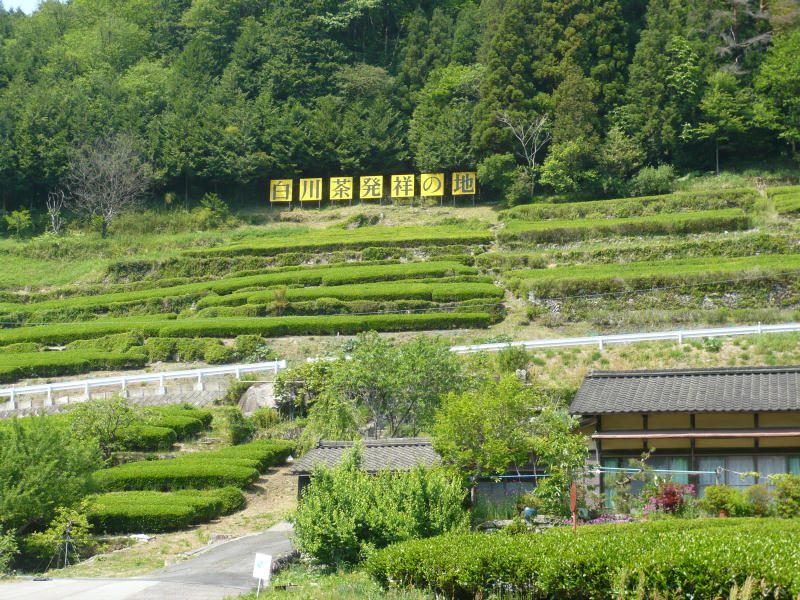 五加地区の茶畑