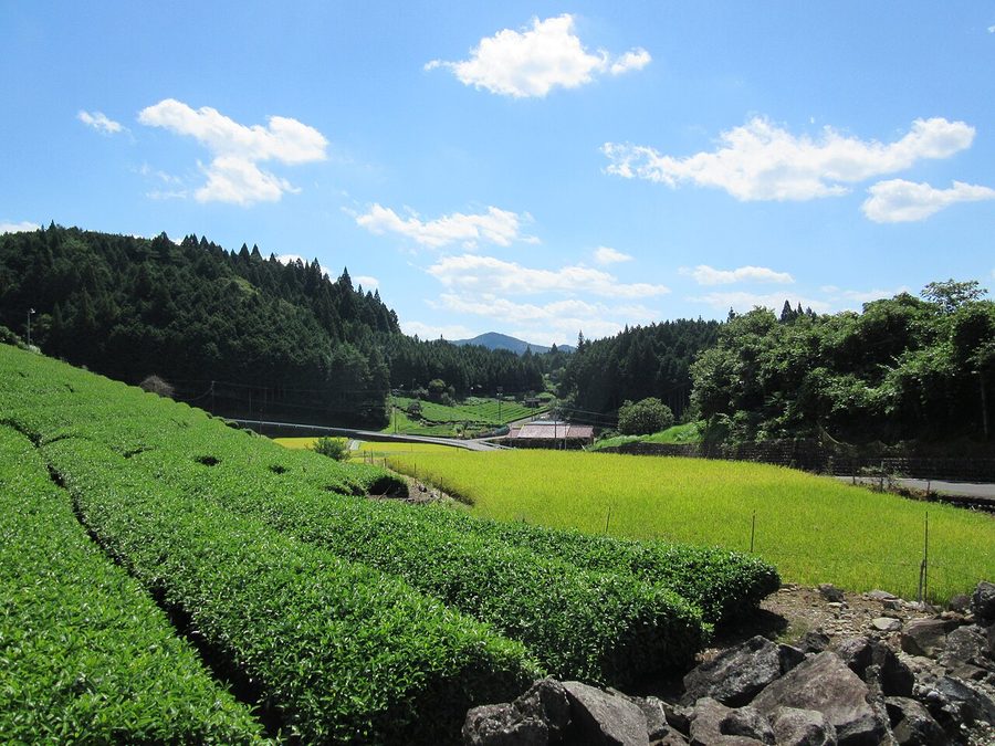 広野地区の茶畑と水田