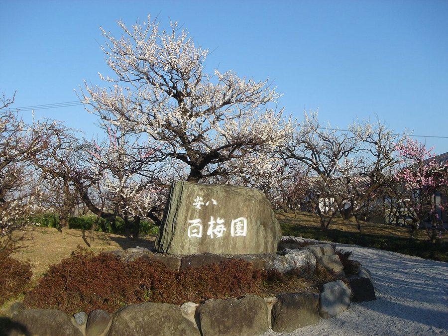 安八百梅園入口の「安八 百梅園」の石碑と、見頃を迎えた紅梅・白梅