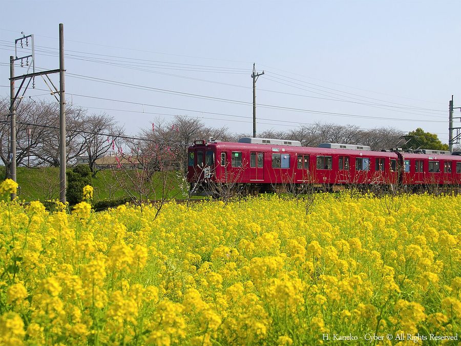 菜の花畑を走る養老鉄道の列車