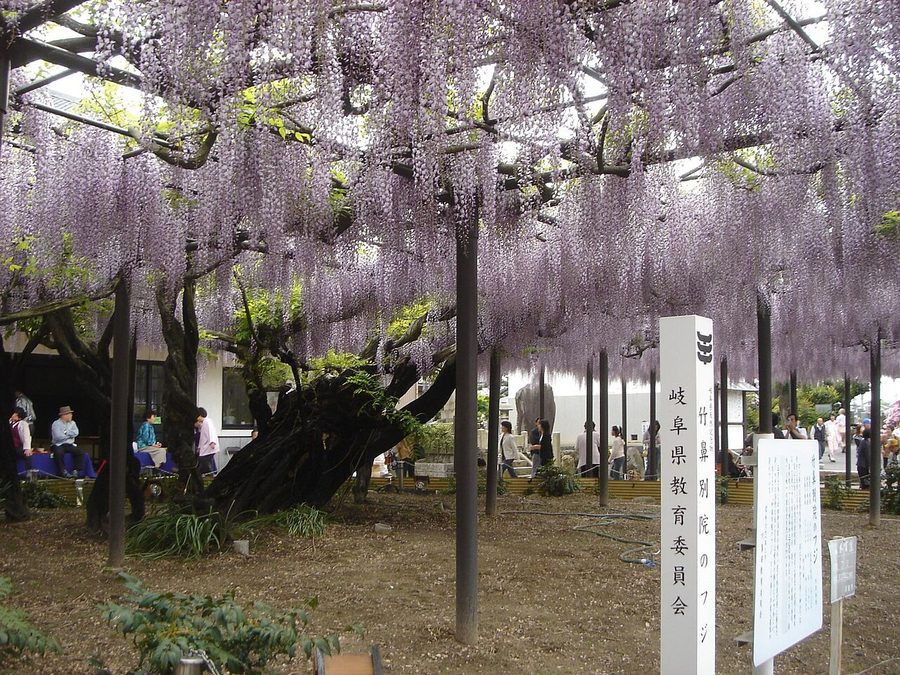 竹鼻別院のフジ