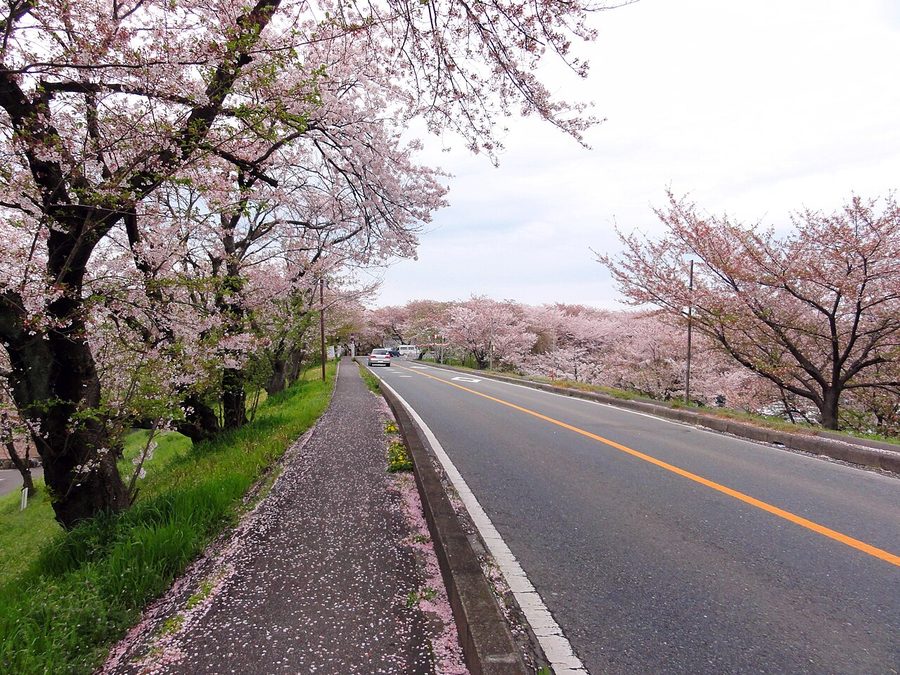笠松町の桜並木
