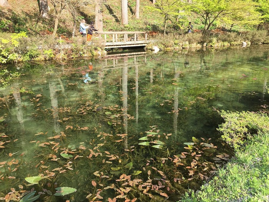 通称「モネの池」