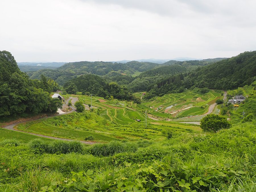 上籾の棚田