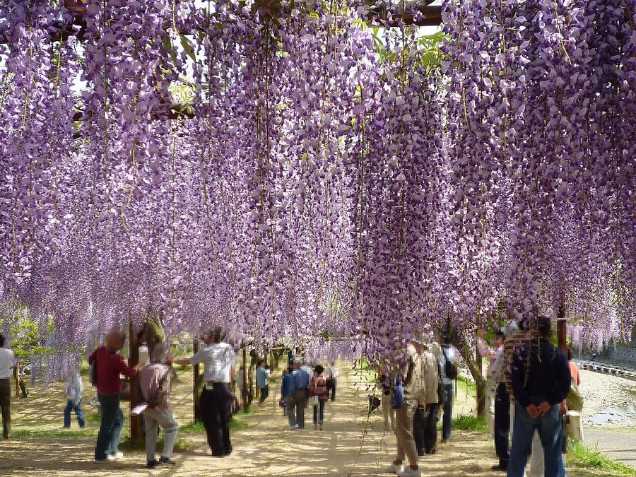 藤公園