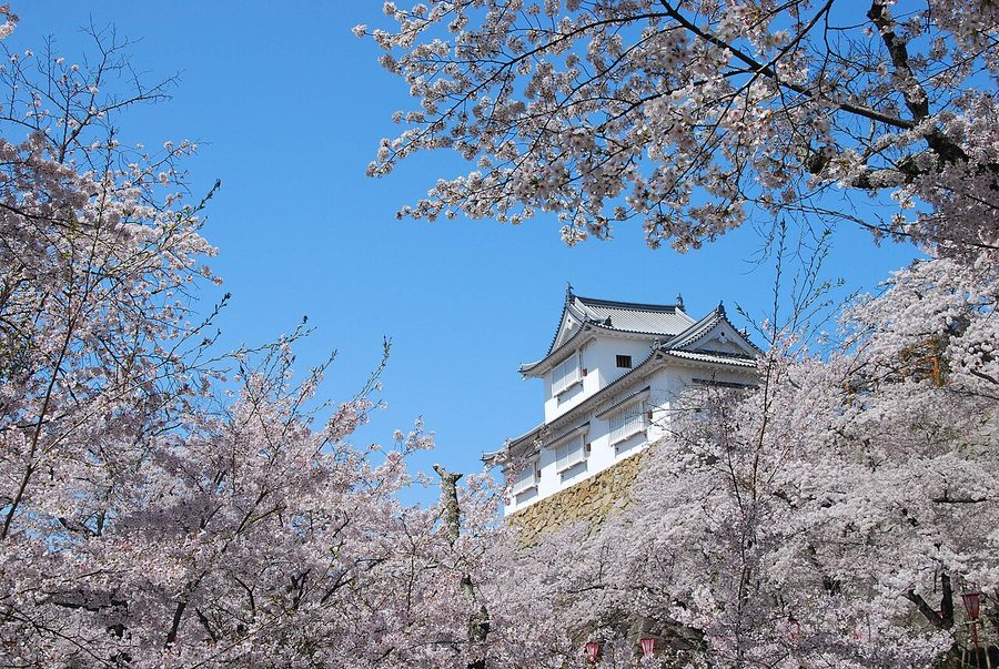 津山城跡(鶴山公園)の備中櫓と桜