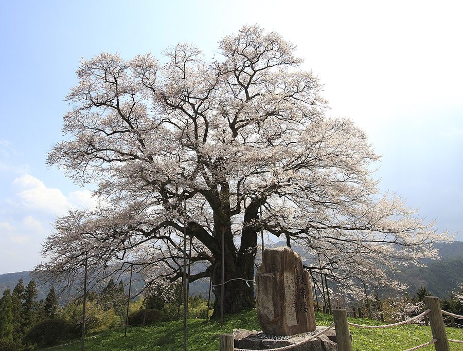 醍醐桜