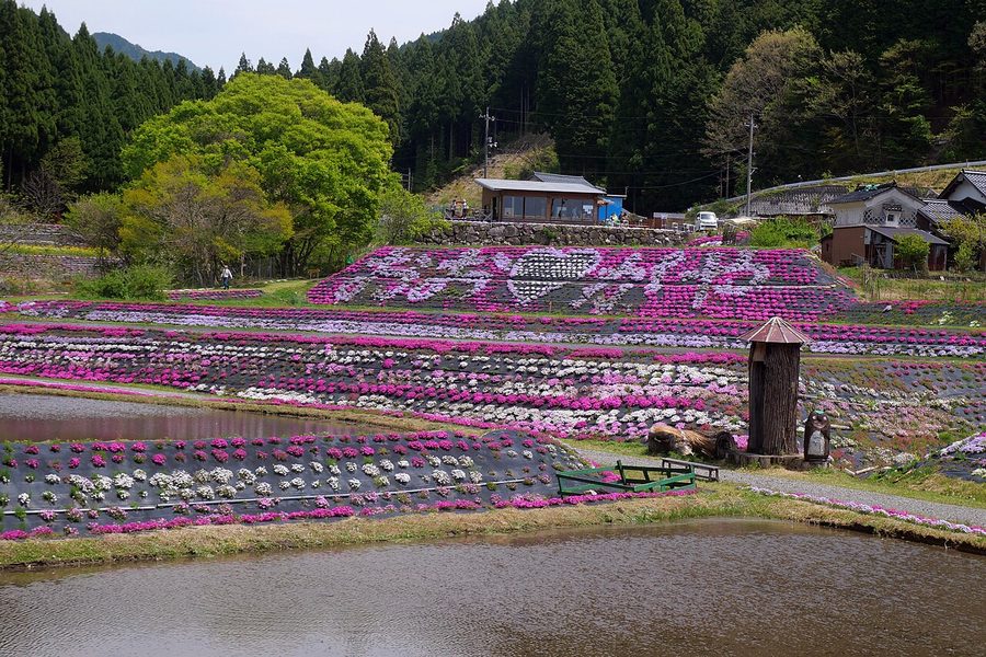 おおがや芝桜公園のシバザクラ