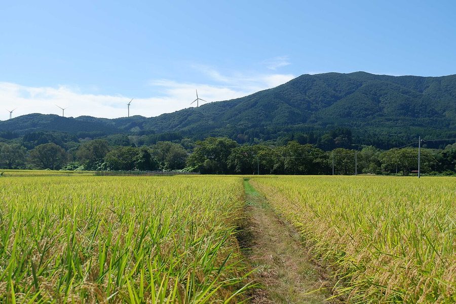 折爪岳と水田