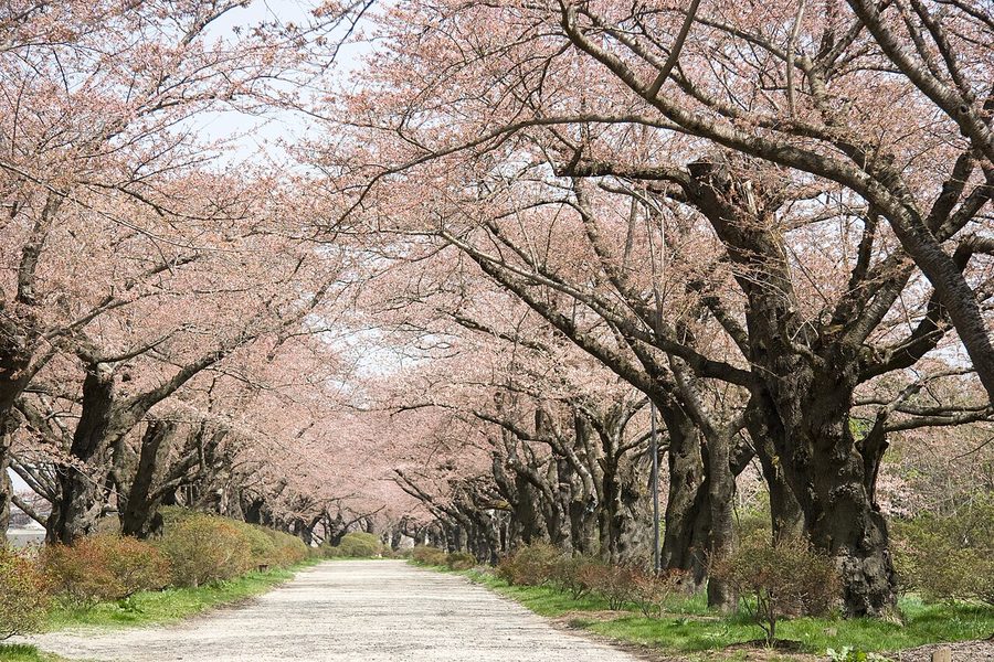 展勝地の桜並木