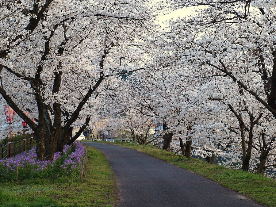 斐伊川の堤防に続く桜並木