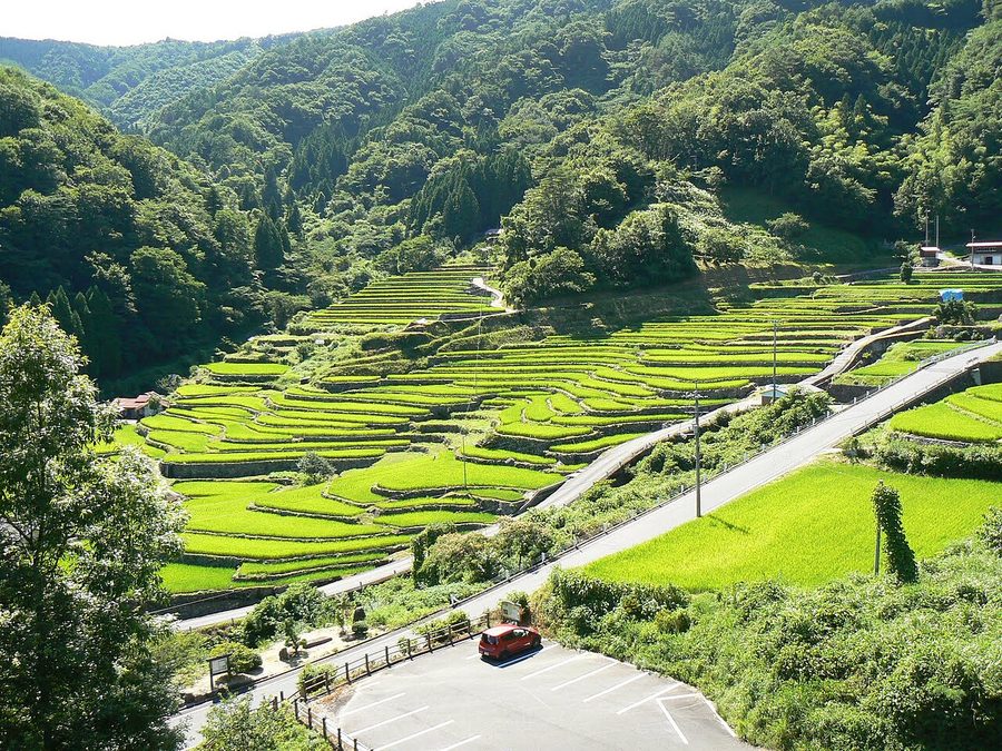 大井谷の棚田の全景