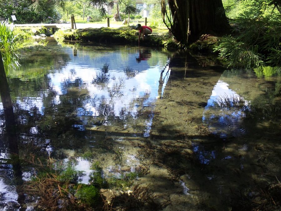 高津川水源（大蛇池）