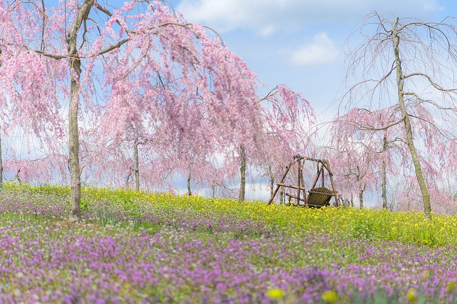 世羅高原農場のしだれ桜と菜の花