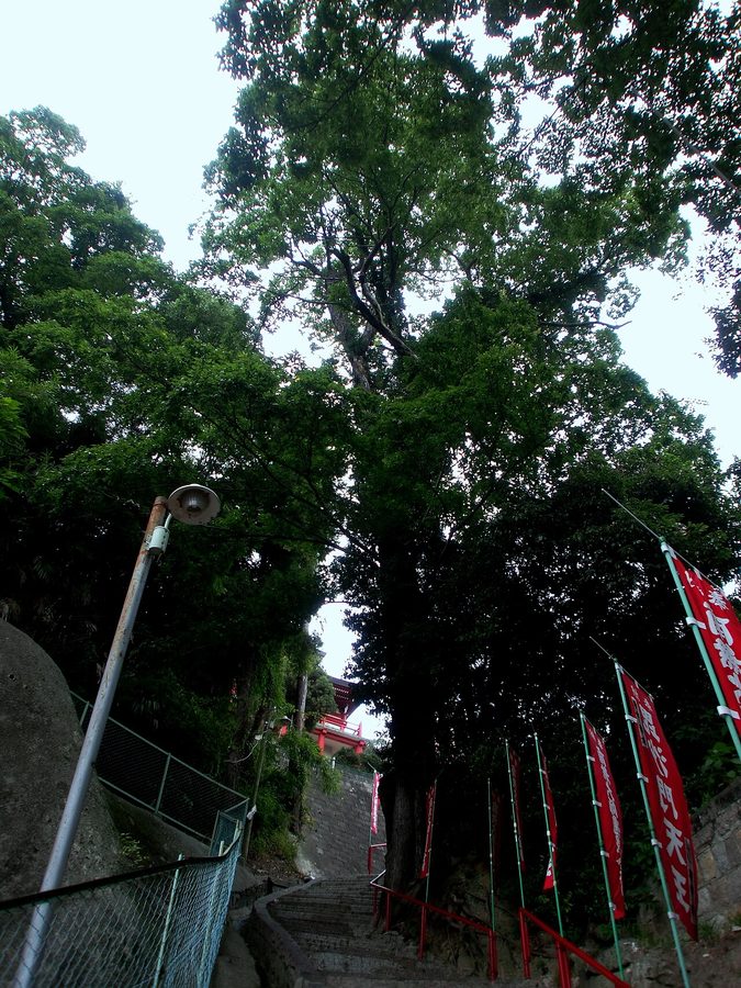 石段と大きな木々に囲まれた神社の参道