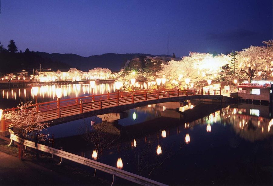 上野公園の夜桜のライトアップ