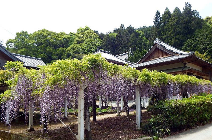 藤井寺の藤棚