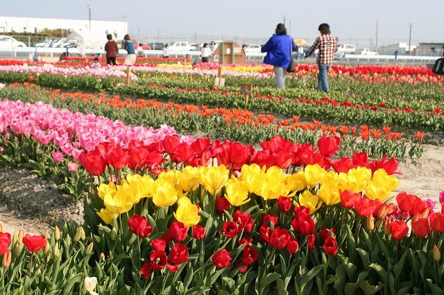 北島チューリップ公園のチューリップ畑