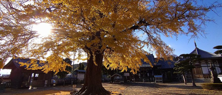 地蔵寺境内の大イチョウ