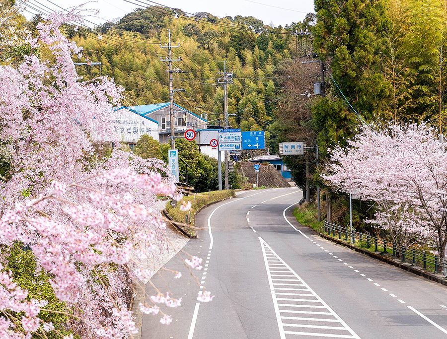 桜並木と「阿南市 Anan CITY」の看板