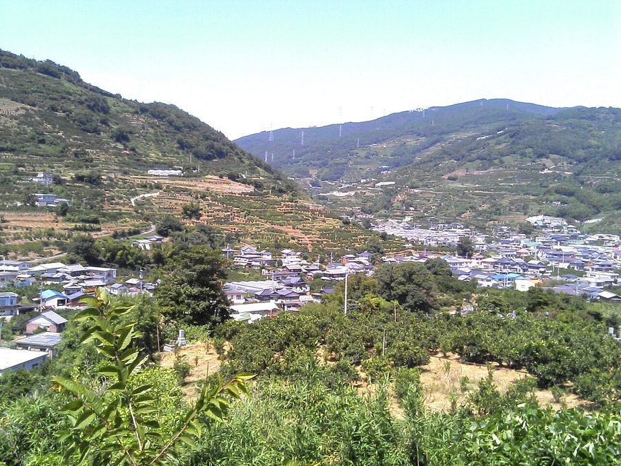 保内地区の丘陵に広がるみかん畑と集落