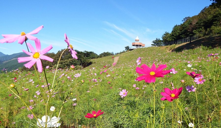 翠波高原のコスモス畑
