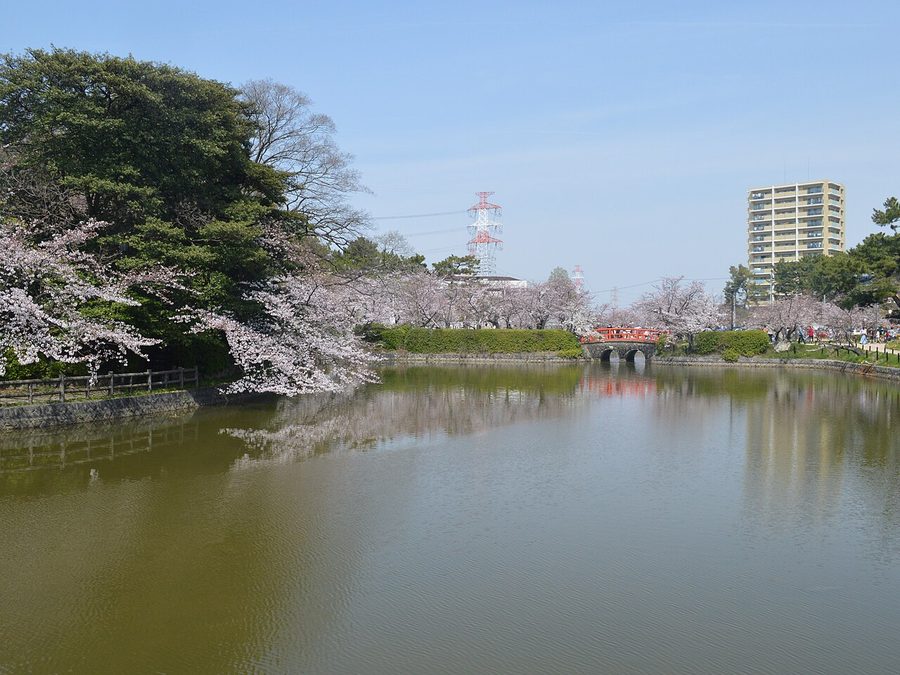 亀城公園の桜と堀