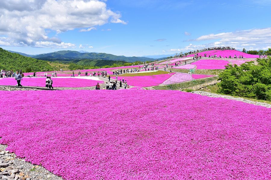 茶臼山高原の芝桜