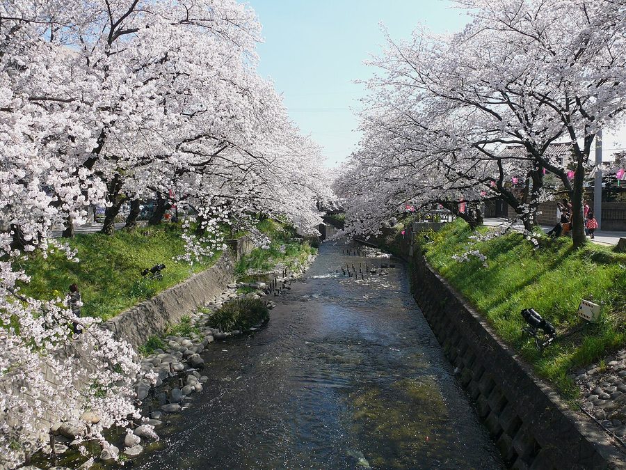 五条川沿いの桜並木