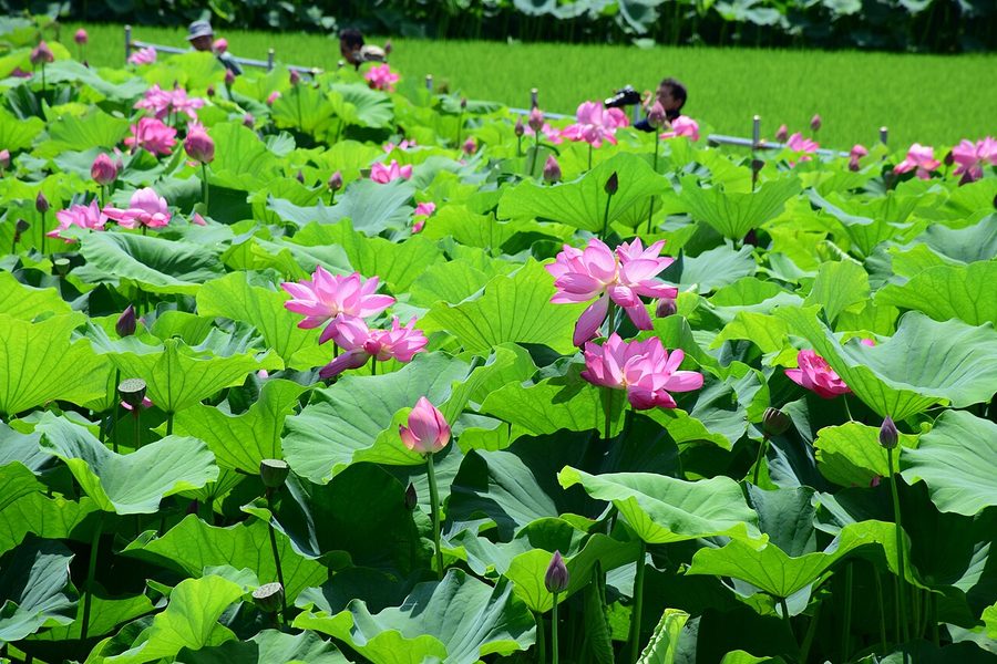 森川花はす田のハスの花畑
