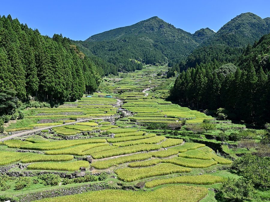 四谷の千枚田