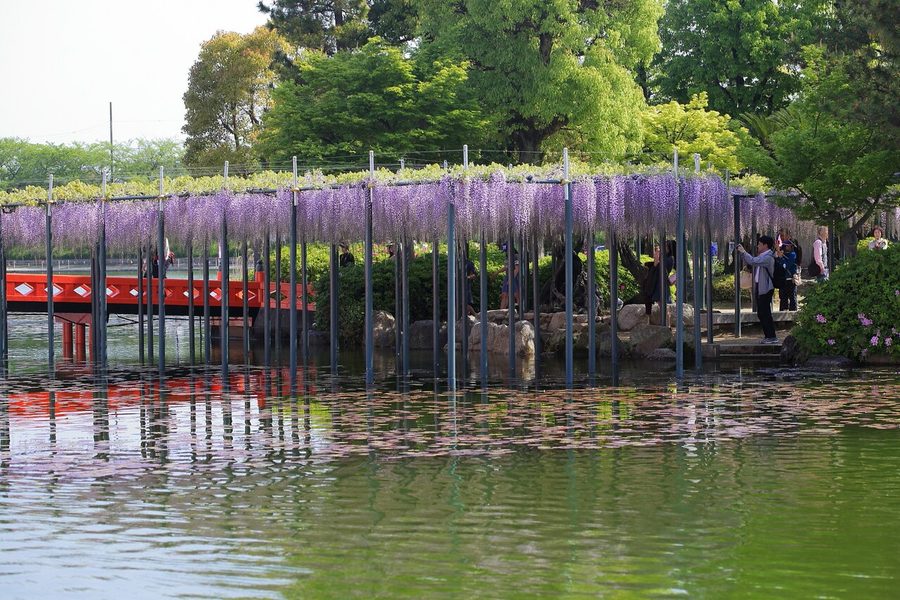 天王川公園の藤