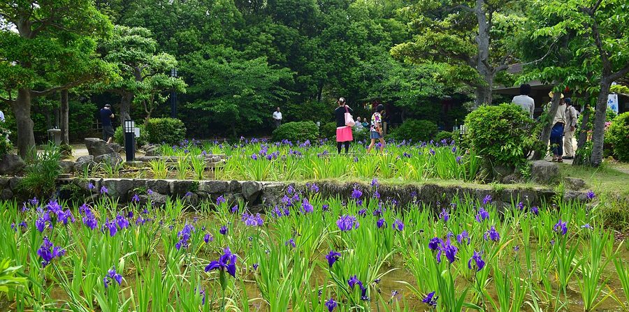 八橋かきつばた園