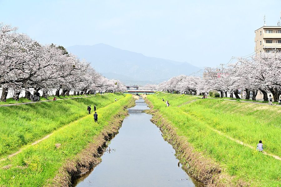 佐奈川の桜並木