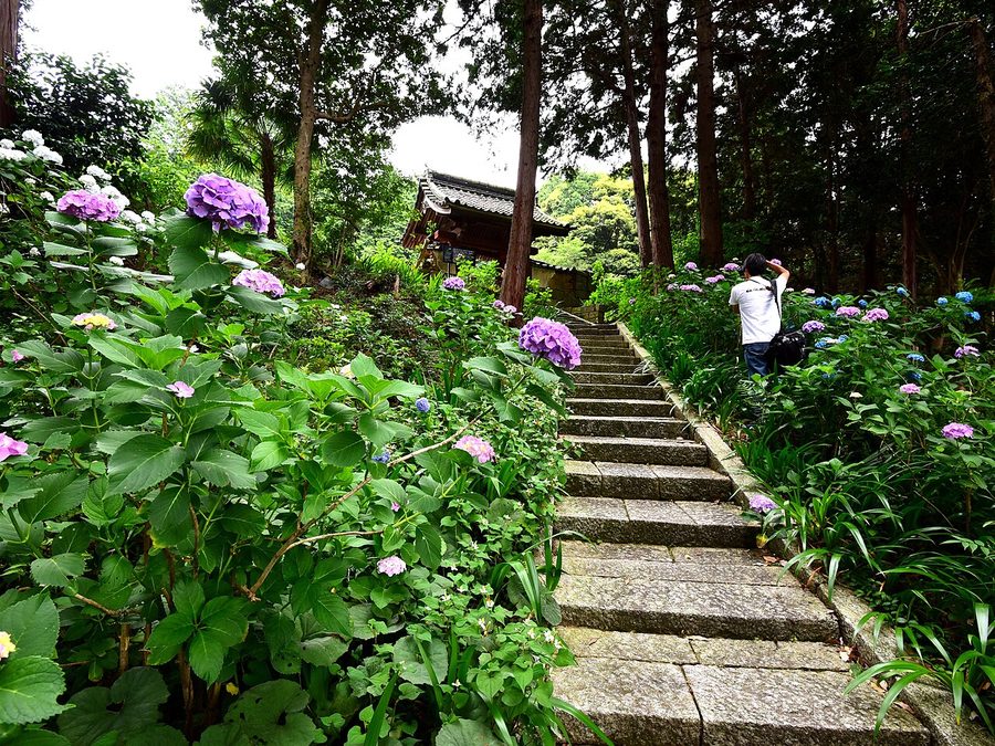 本光寺のあじさいの参道