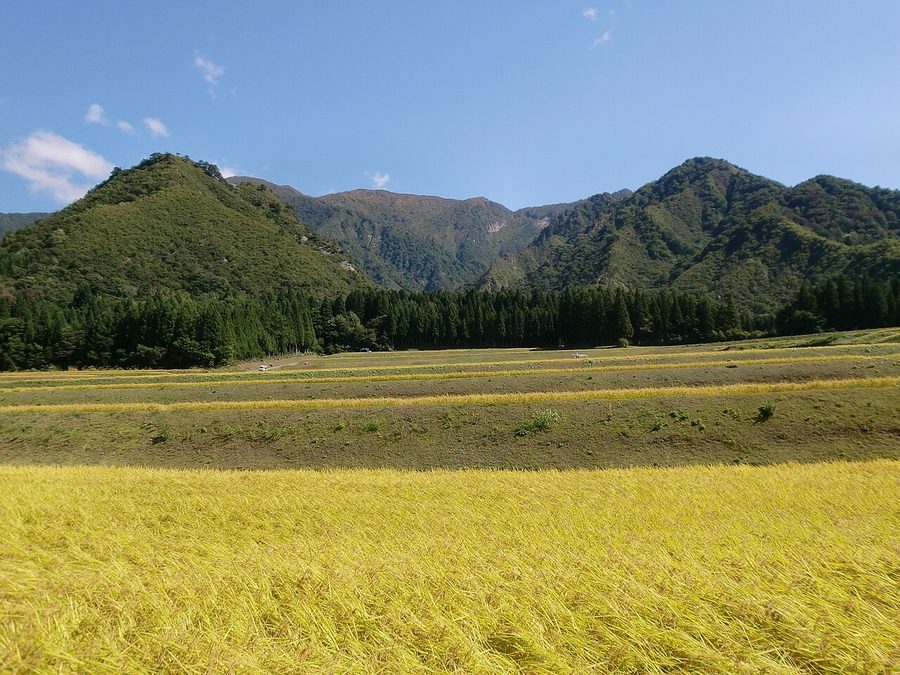 実った稲穂と山並み