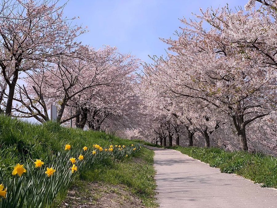 大河津分水の桜並木