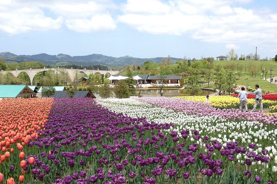 国営越後丘陵公園のチューリップまつり