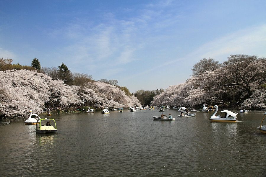 井の頭恩賜公園のボート池