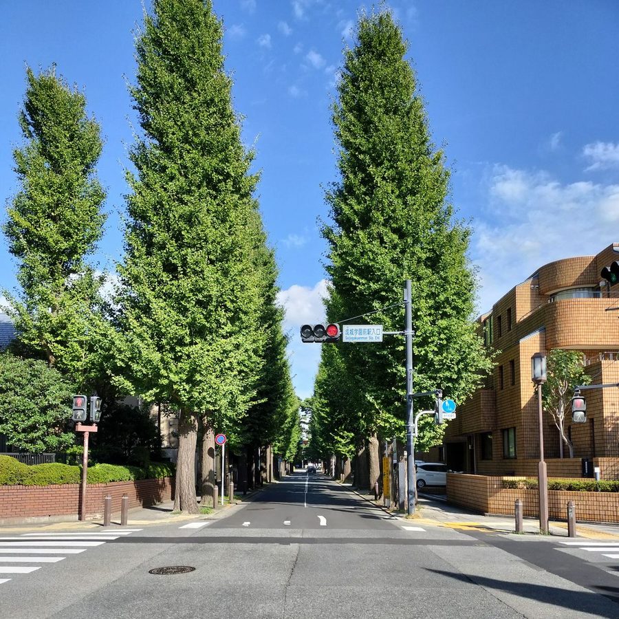 成城学園前駅前の並木道
