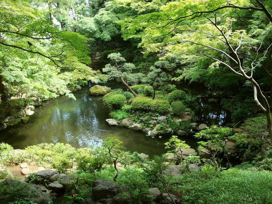 殿ヶ谷戸庭園の池