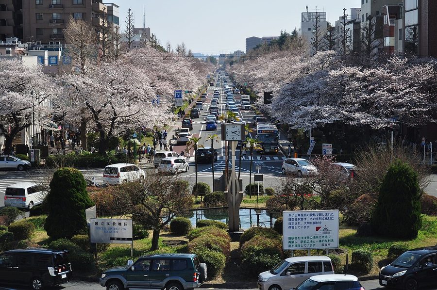 大学通りの桜並木