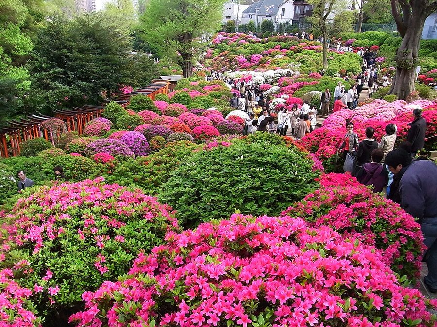 根津神社のつつじまつり