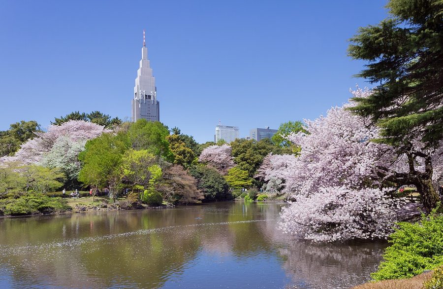 新宿御苑の桜