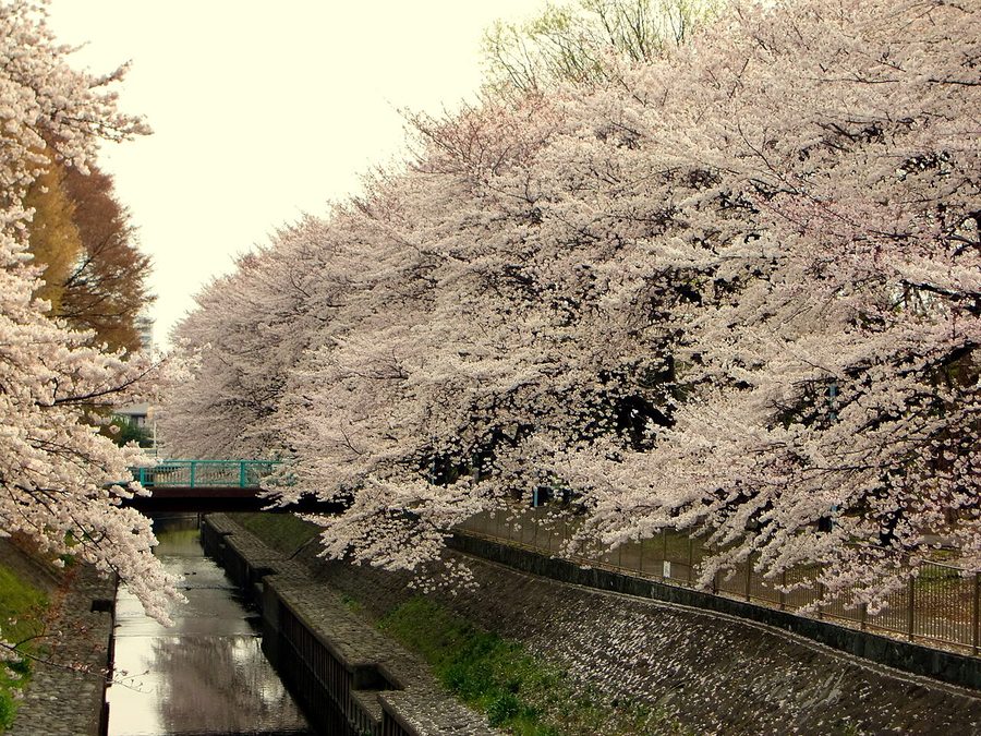 和田堀公園の桜並木